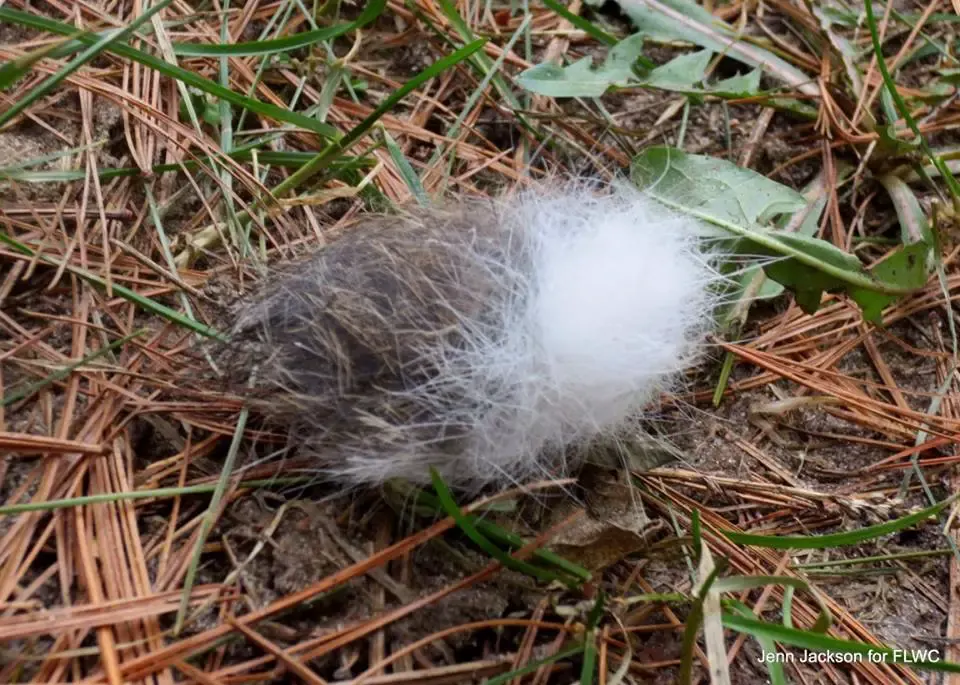 baby owl