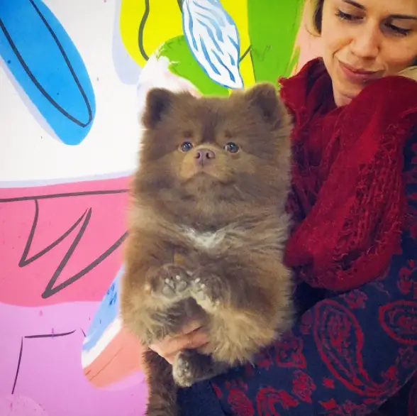 dog in art gallery