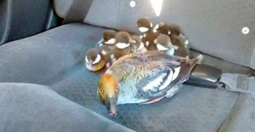 Awesome Cab Driver Gives A Free Ride To A Family Of Displaced Ducks