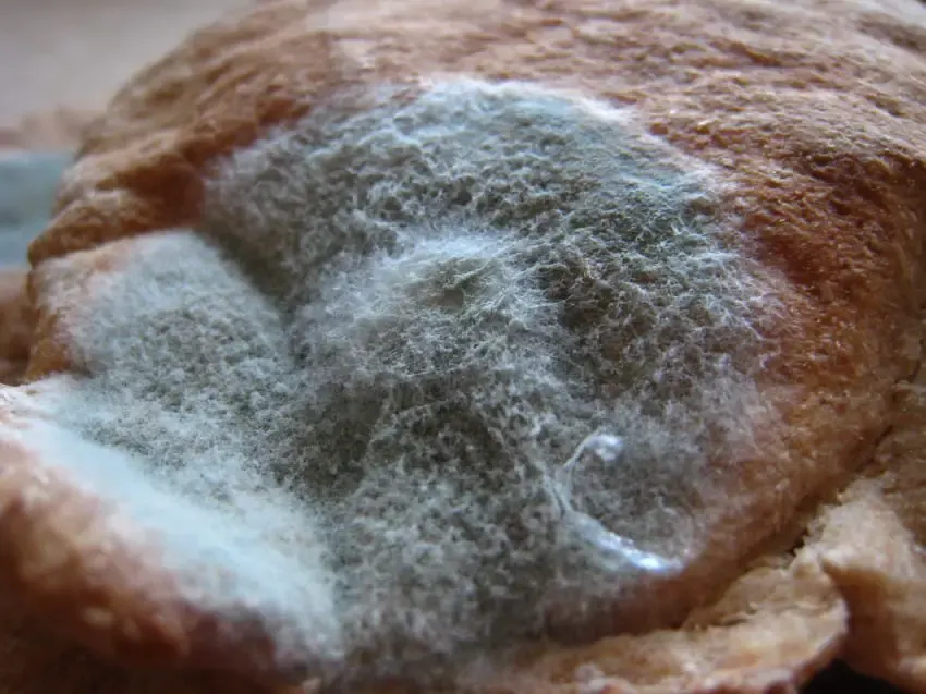 moldy bread