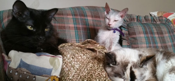 cat deemed ugly