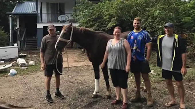 save drowning horse