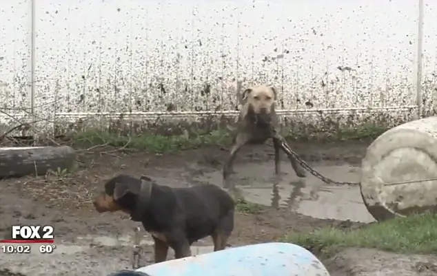 breeder tortured