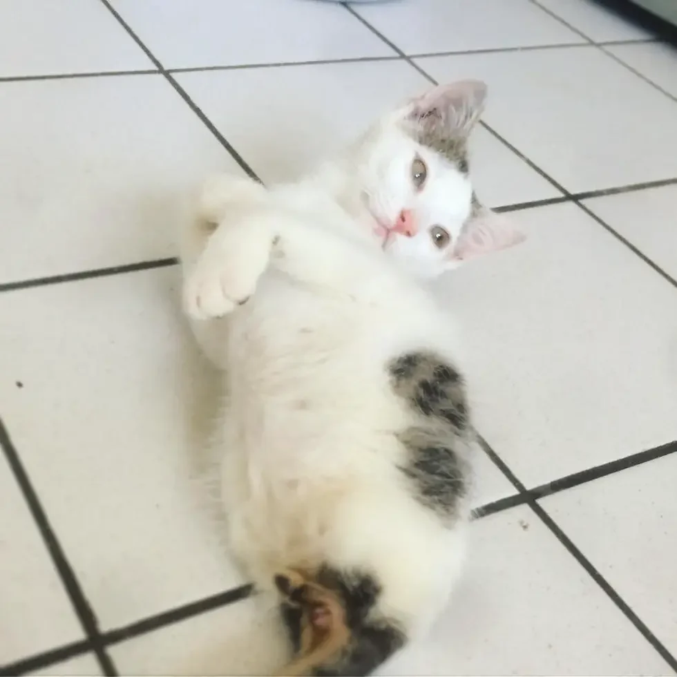 2 legged kitten