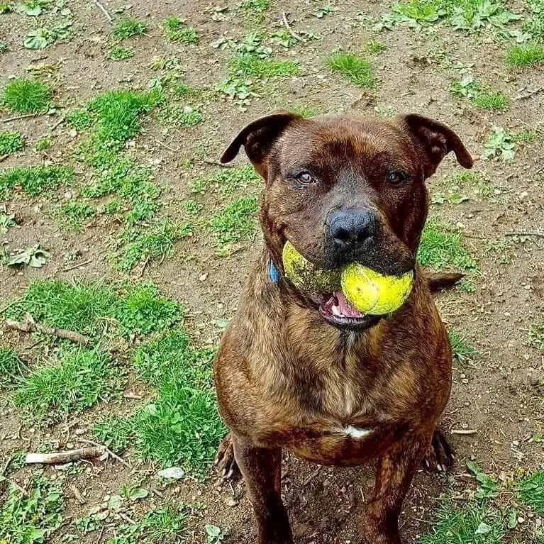 shelter dog