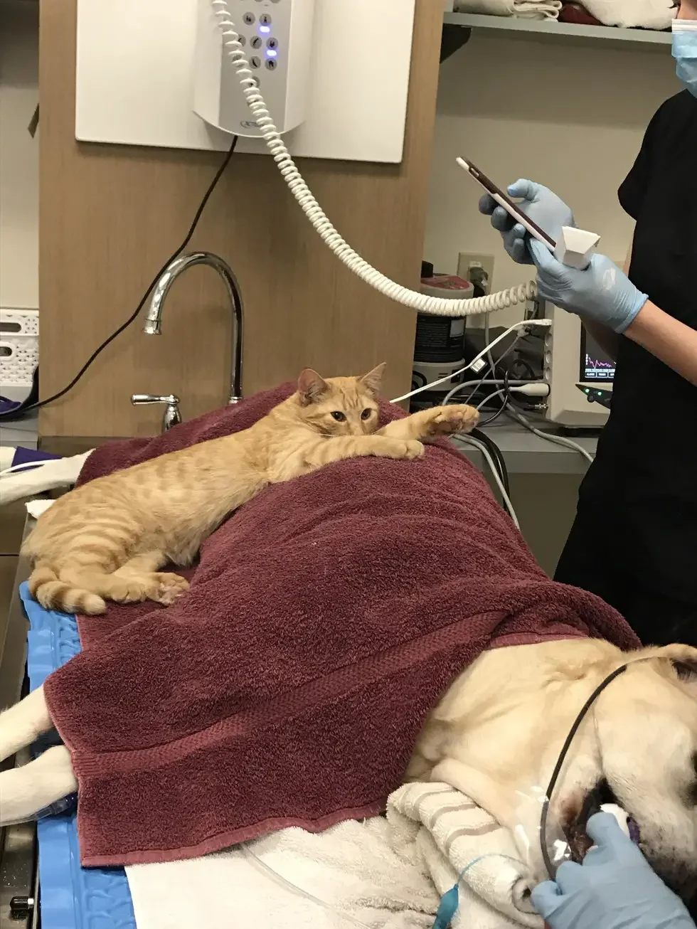 cat at the vet