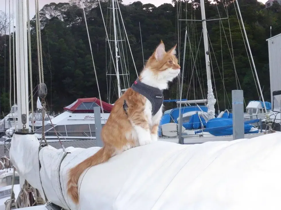 cat and sailor