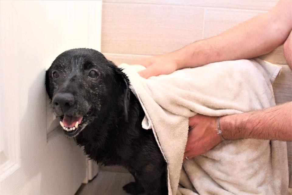 Poor Dog Was Surrendered In A Plastic Garbage Bag At A Shelter