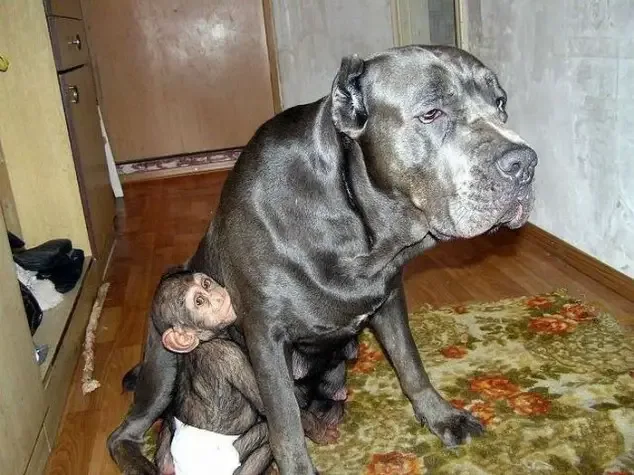 dog adopts chimp