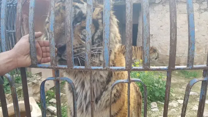 animals trapped in zoo