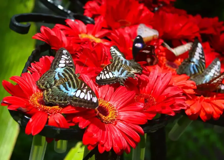 butterfly garden