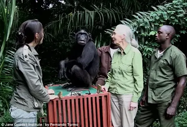 chimp set free