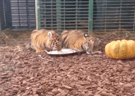 tigers in a box