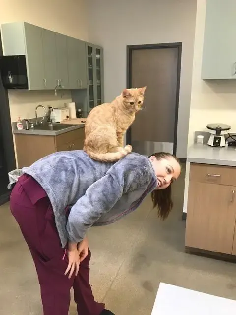 cat at the vet