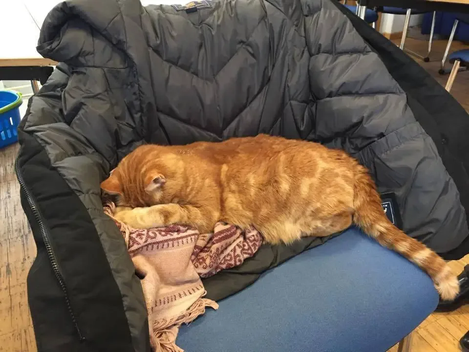 cat in school