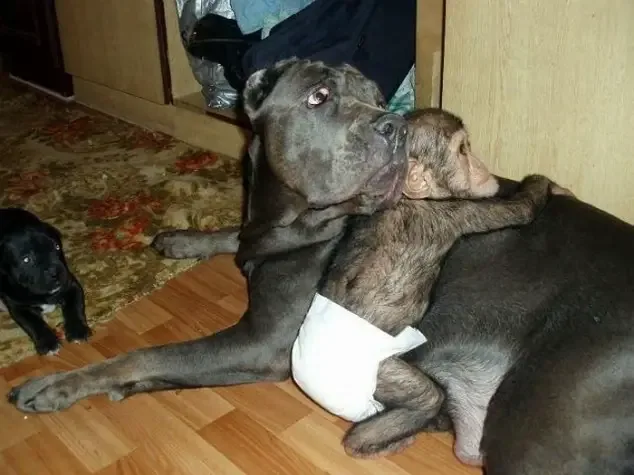 dog adopts chimp