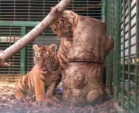 tigers in a box