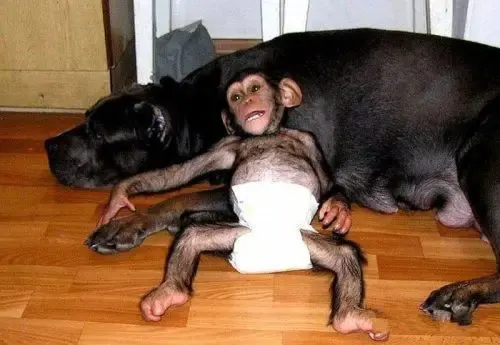 dog adopts chimp