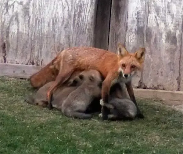 family of foxes