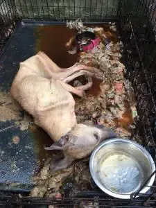 dog starved