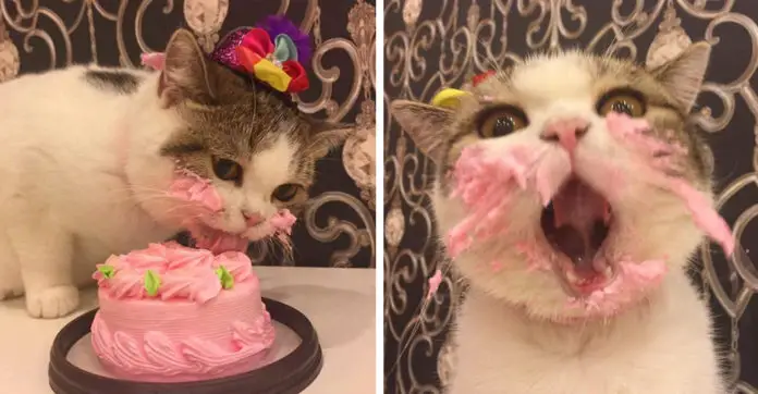 cat-enjoying-a-cake