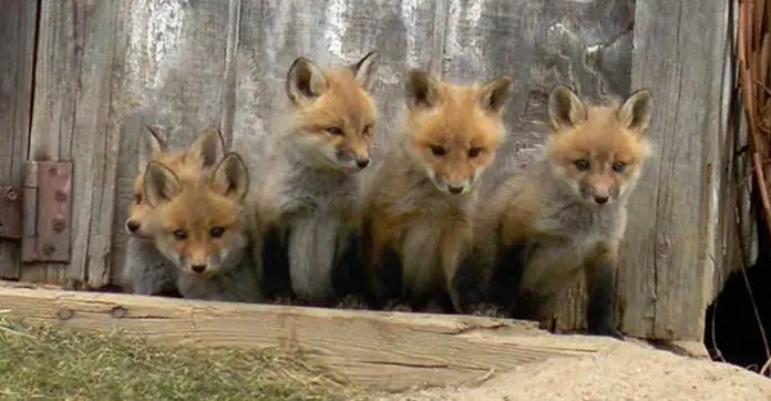 fox-family-live-under-shed