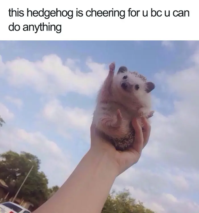 Wholesome Pet Memes Memes Animal Wholesome Funny Happiest Meme Smile ...