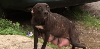 mama dog