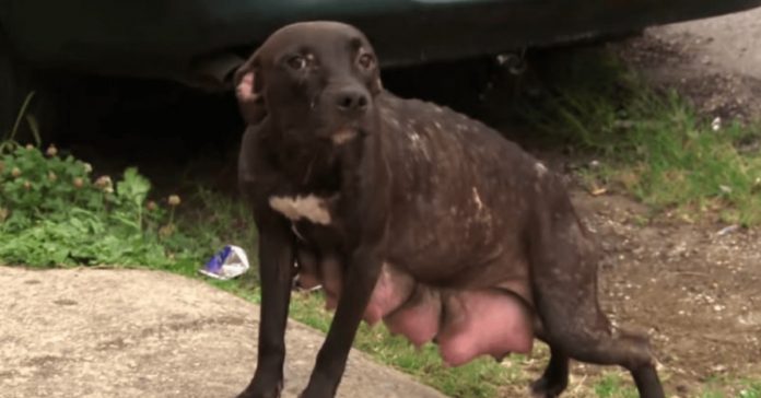 mama-dog mama dog
