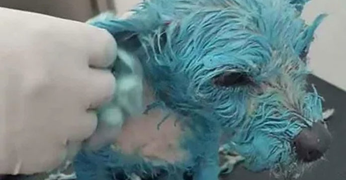 painted-dog-blue-forced