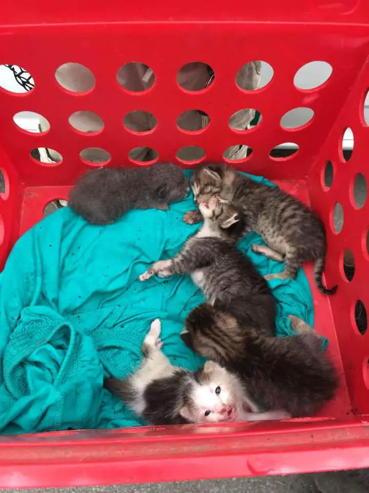kittens euthanized