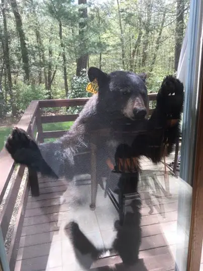 bear wants brownies