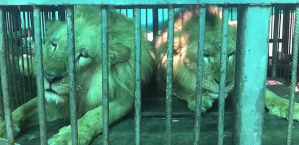 lions freed