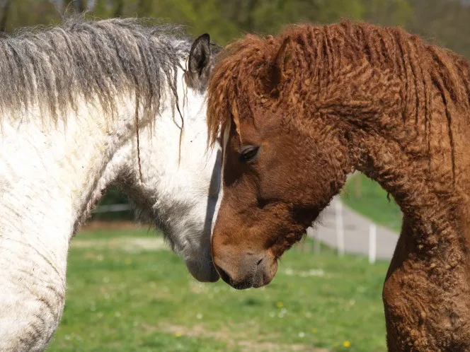 curly haired horses