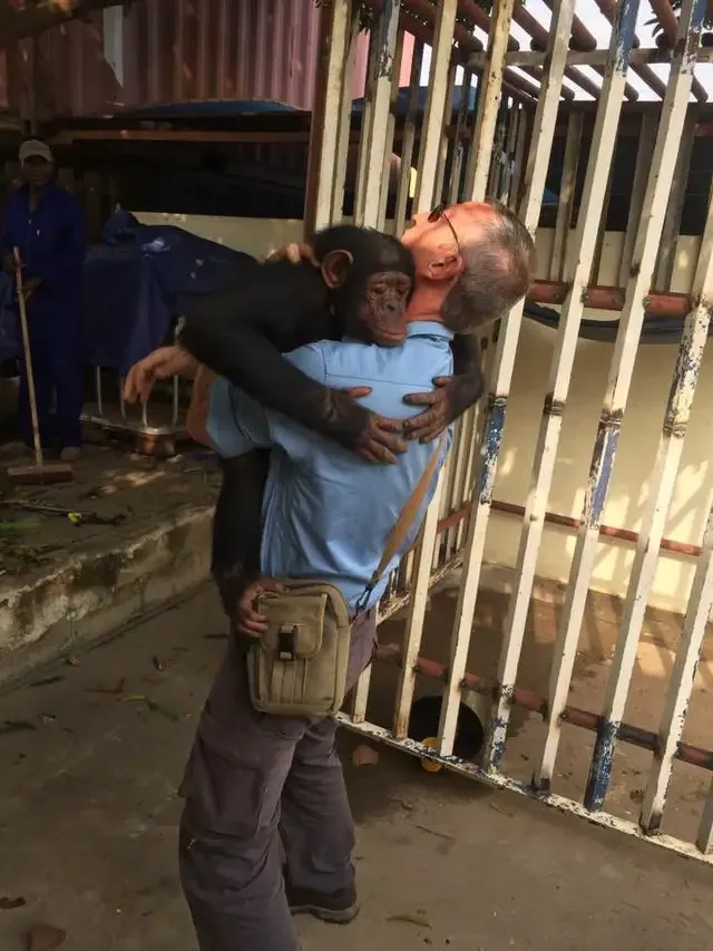 chimp rescued