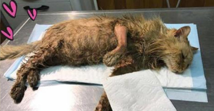 abused cat doused in