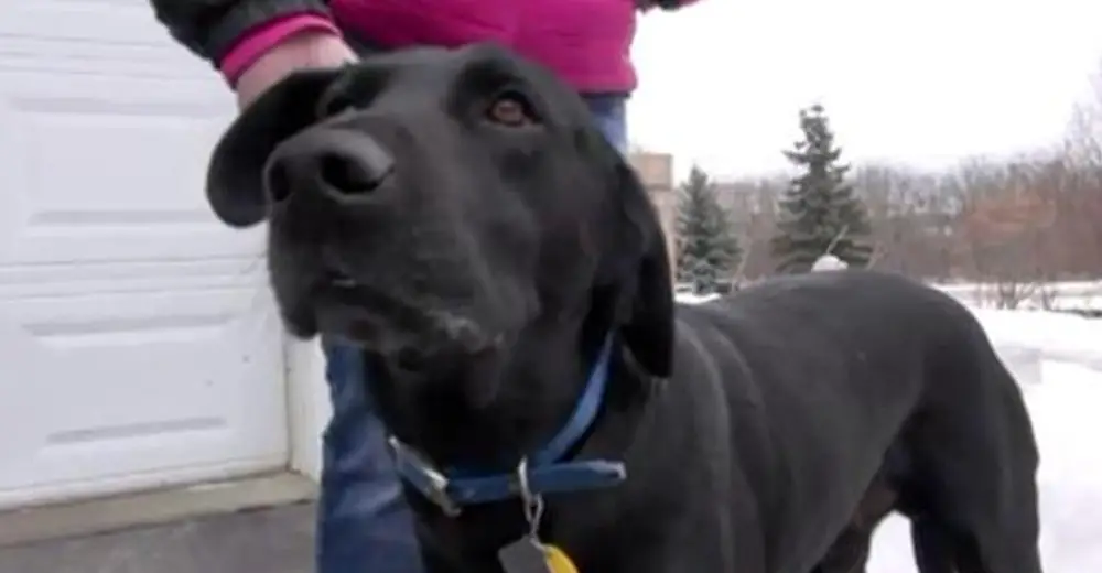 A Dog Keeps Barking At A Police Officer. Then He Follows Him Down The