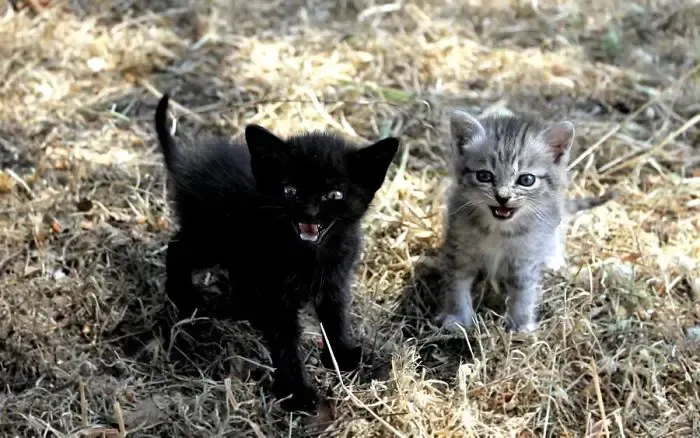 angry kittens