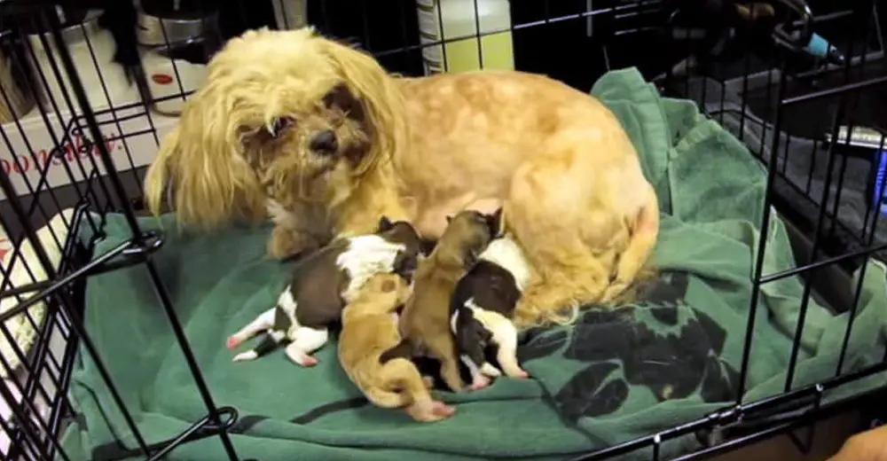 Their Dog Was In Labor, Next Thing I Know They Made A Cruel Decision