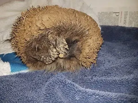 hedgehog in ball of clay