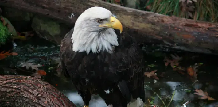 rescuing bald eagle