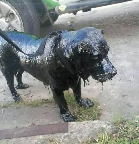 dog in tar