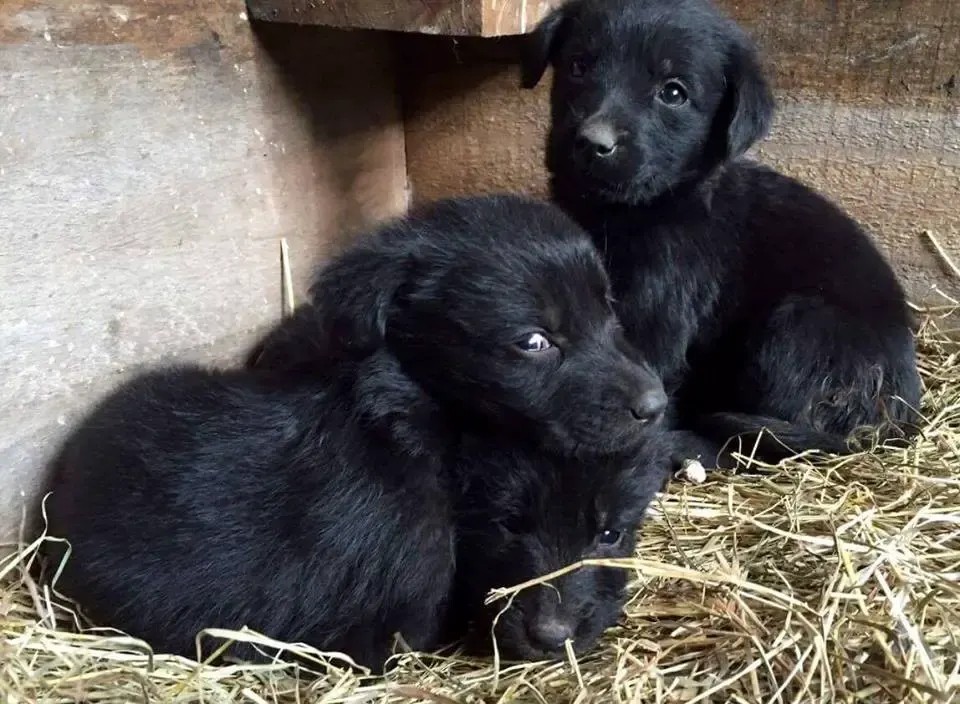 sack of puppies