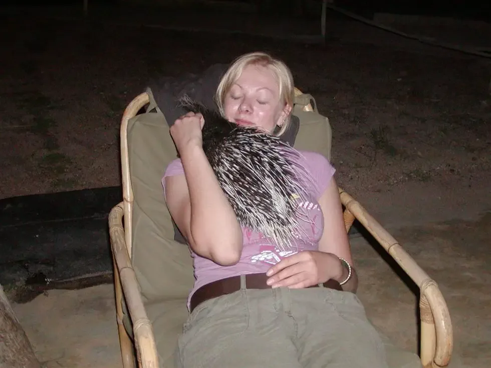 porcupine returns home