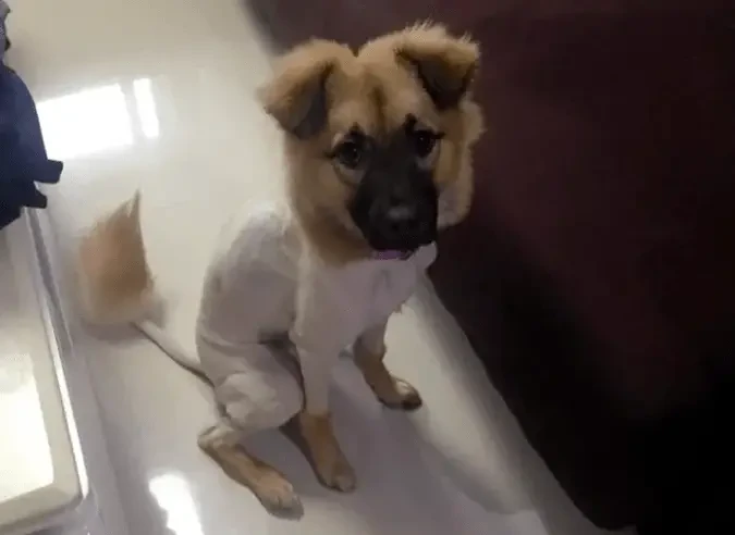 dog groomer