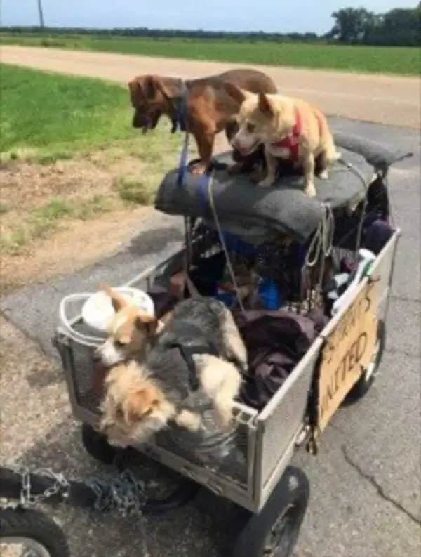 homeless man and stray dogs