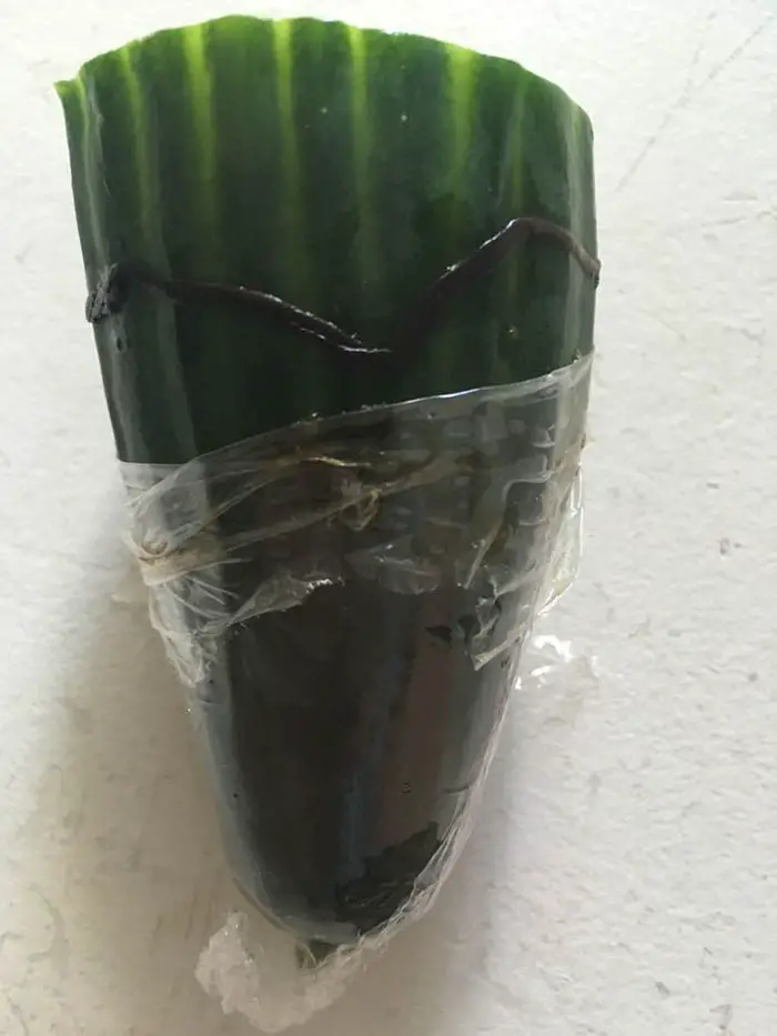 worm in cucumber
