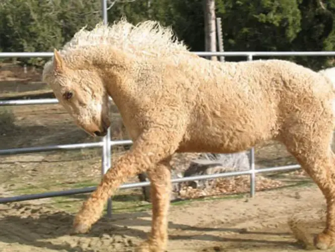 curly haired horses