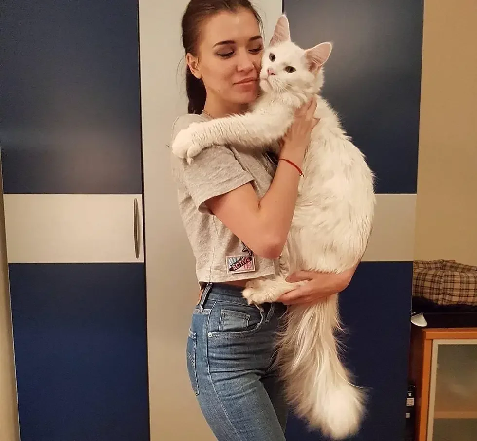 massive kitten