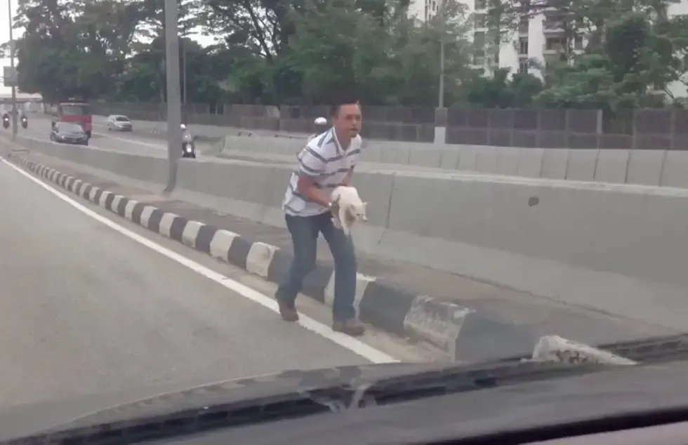 cat on busy highway